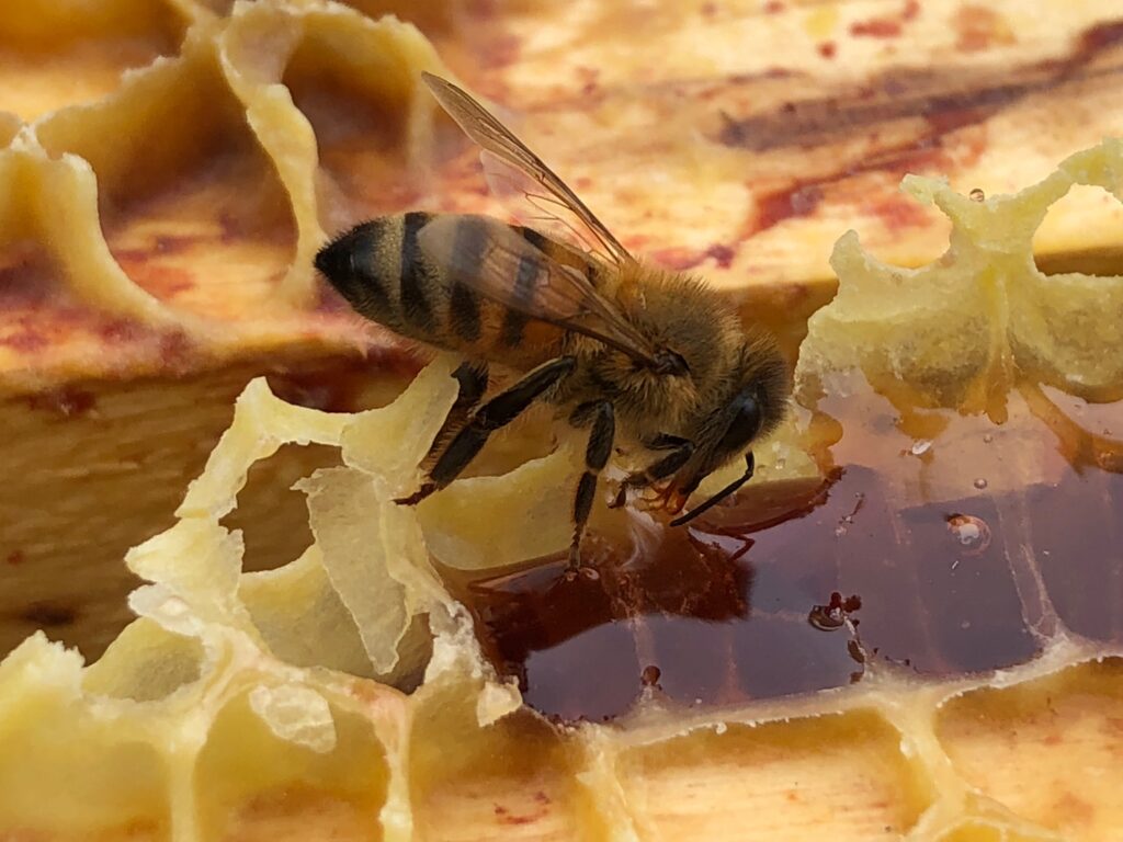 Abeille à l'oeuvre dans sa ruche.