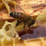 Abeille à l'oeuvre dans sa ruche - La Miellerie de Sophie - Miel pur